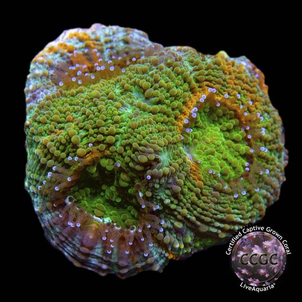 LiveAquaria® CCGC Aquacultured Autumn Echinata Coral LiveAquaria® CCGC Aquacultured Autumn Echinata Coral